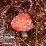 18AG12c - Te Anau, New Zealand